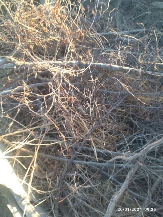 Qishga oʻtin sotiladi! — 3