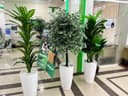 Искусственный дерева и цветы суный гул ва дарахтлар