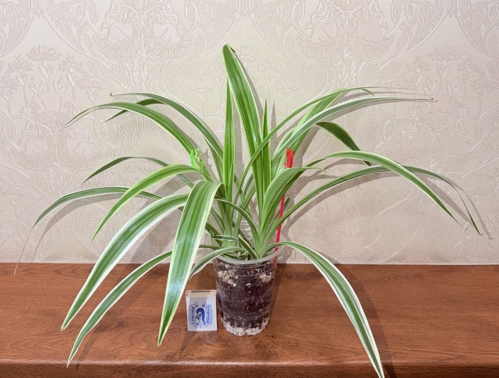 Хлорофитум, комнатные растения, комнатные цветы — 2