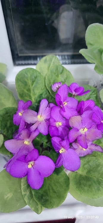 Продаются фиалки — 7