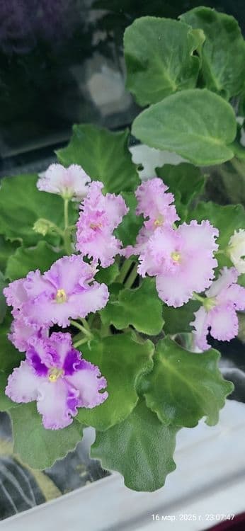 Продаются фиалки — 8