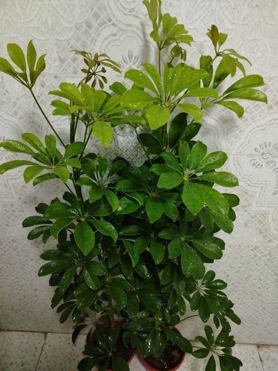 Комнатные цветы, Honaki gullar, Sotiladi — 8