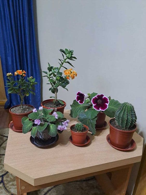 Домашний цветок Каланхоэ, и другие комнатные цветы — 1