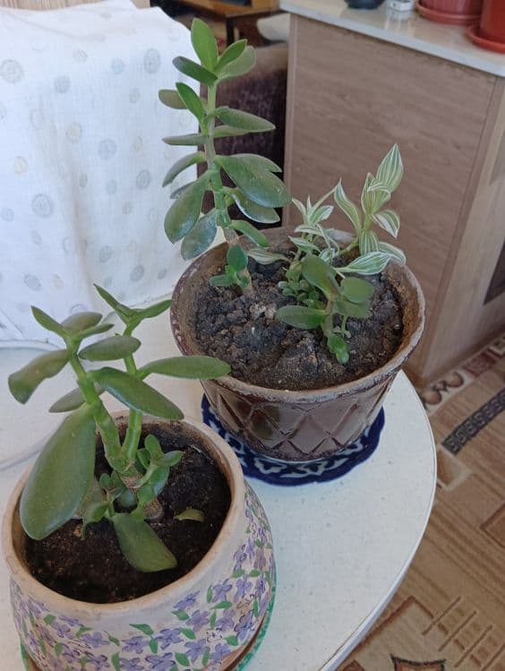 Продам лечебное растение толстяка — 1