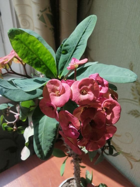 Малочай 40см, 1 метр. — 5