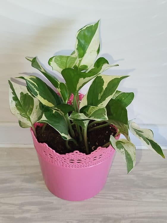 Epipremnum Enjoy — 1