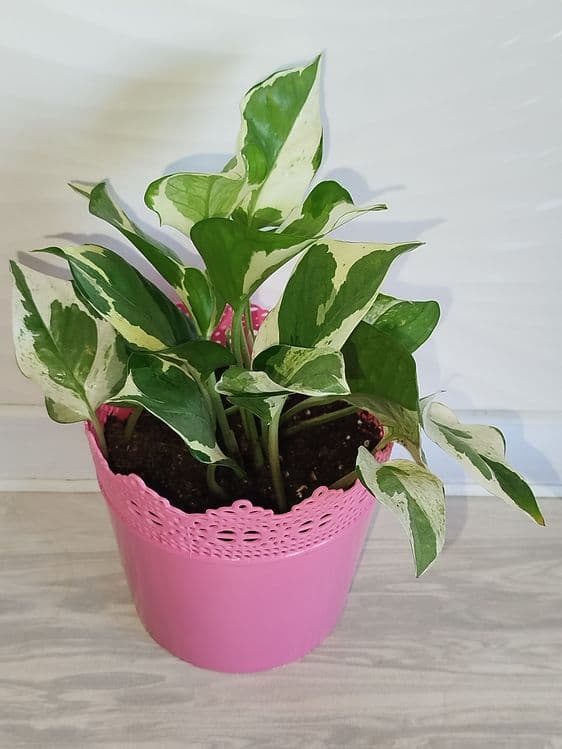 Epipremnum Enjoy — 2