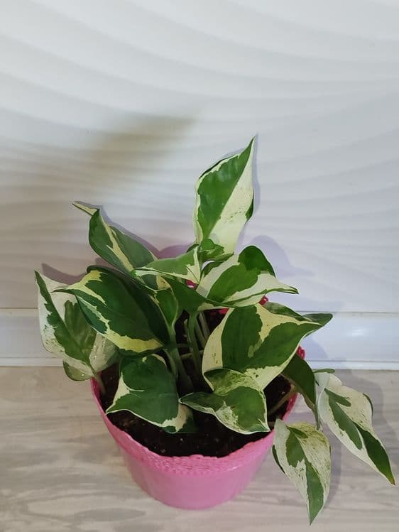 Epipremnum Enjoy — 3