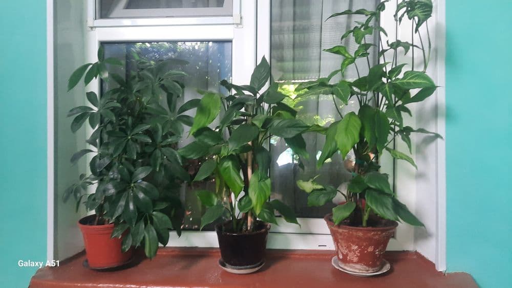 Комнатные цветы. — 6