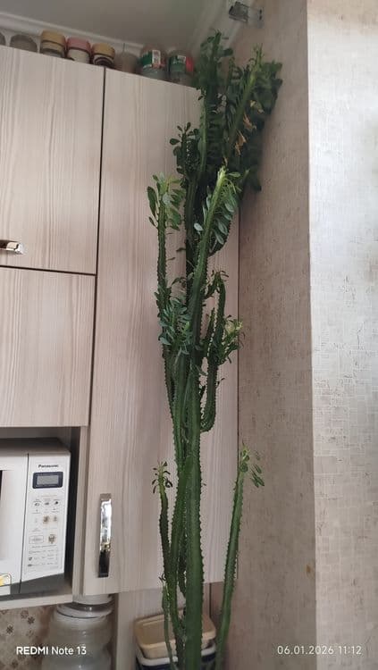 Домашние,комнатные цветы — 1