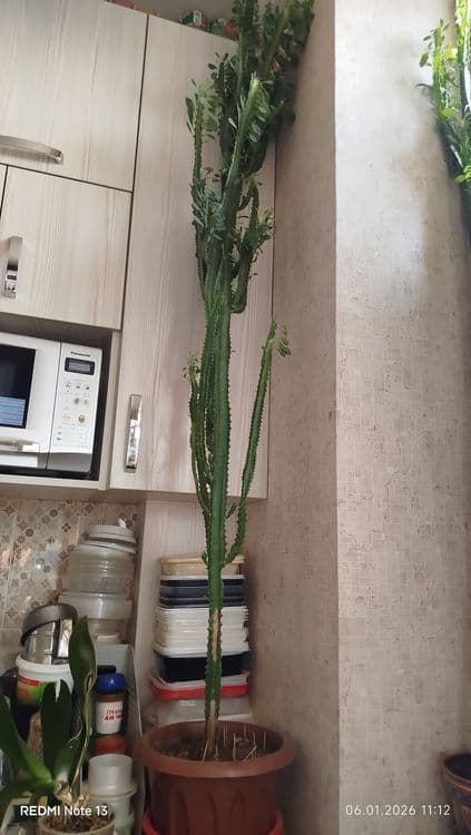 Домашние,комнатные цветы — 2