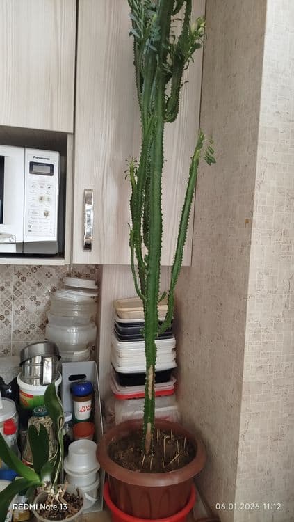 Домашние,комнатные цветы — 3