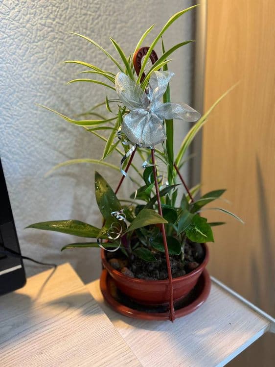 Комнатные растения для дома и офиса,декоры из винтажных ваз — 8