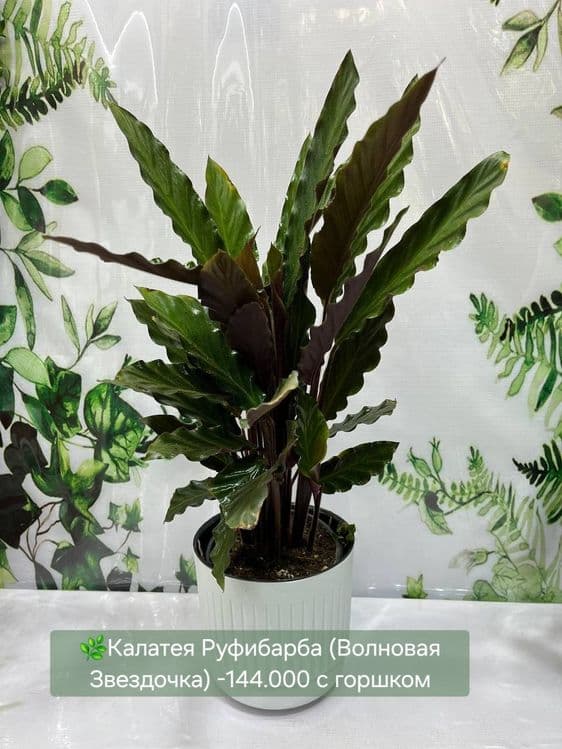 Комнатные  растения — 3