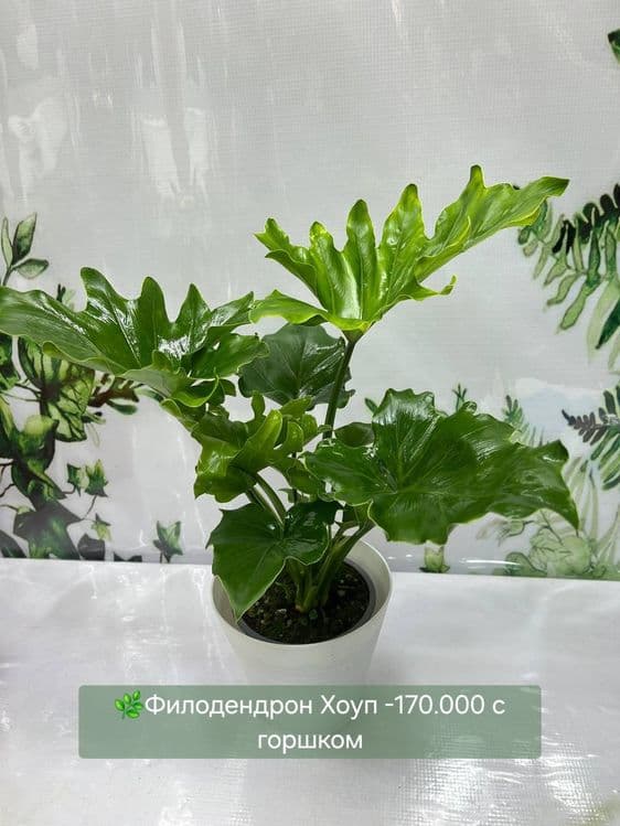 Комнатные  растения — 5