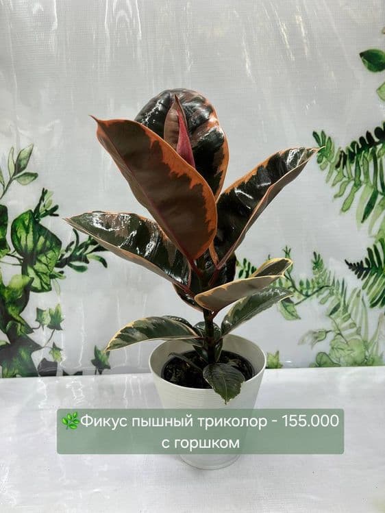 Комнатные  растения — 8
