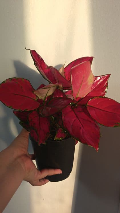 аглаонема red star многолетнее — 2