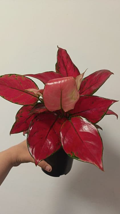аглаонема red star многолетнее — 5