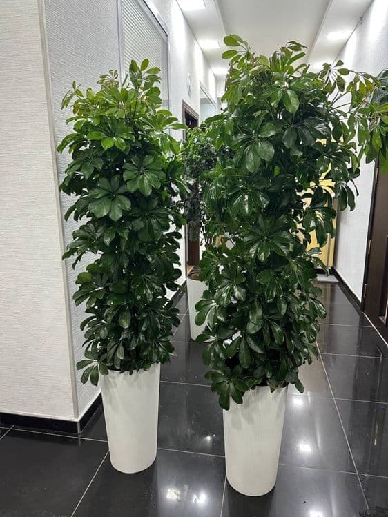 Комнатные растения, офисные и комнатные цветы, Гуллар, Офис гуллари — 2