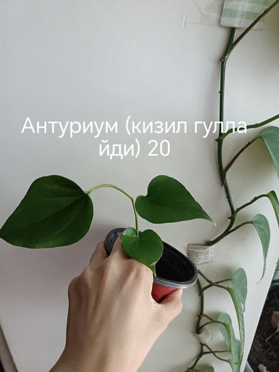 Бошка эьлонларимниям куринг — 2