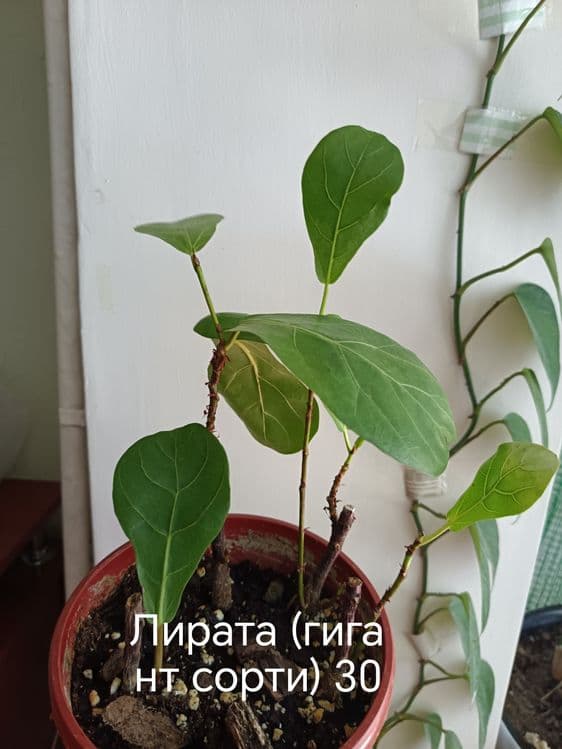 Бошка эьлонларимниям куринг — 4