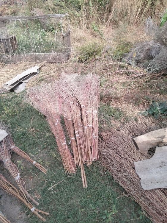 Qauli wipirgilar sotiladi 25000mingdan — 1