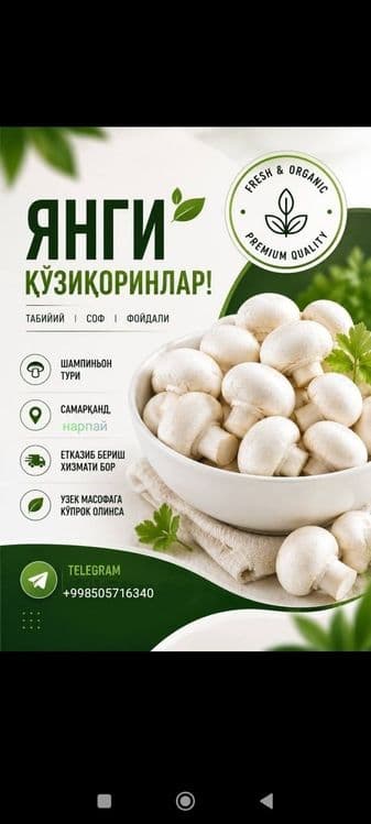 Кузикорин бор катта партияда терилади