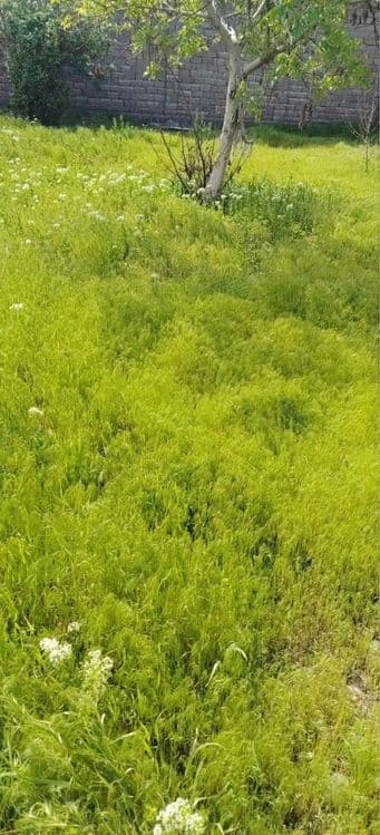 Olmaliqda, Yer sotiladi, Uzum bog’da. (Dacha emas) yo’lga yaqin, — 1