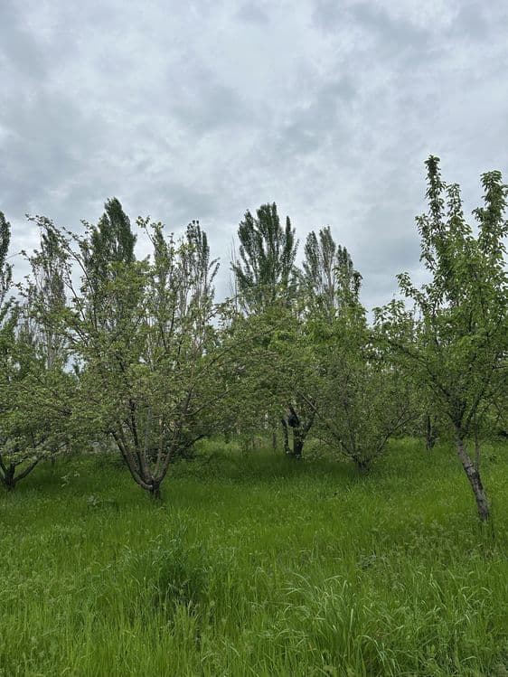 Uchaska Sotiladi Parkent Kumushkon 24 sotix 12 sotixdan kadarsti bor — 2