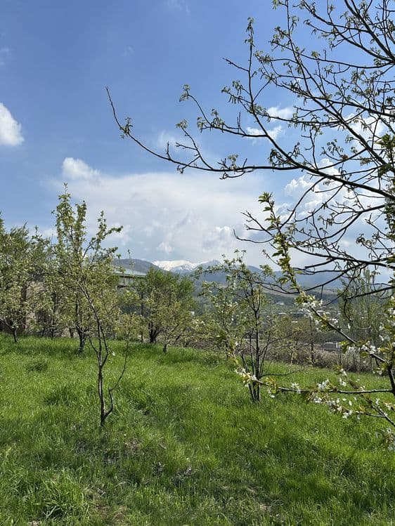 Uchaska Sotiladi Parkent Kumushkon 24 sotix 12 sotixdan kadarsti bor — 3