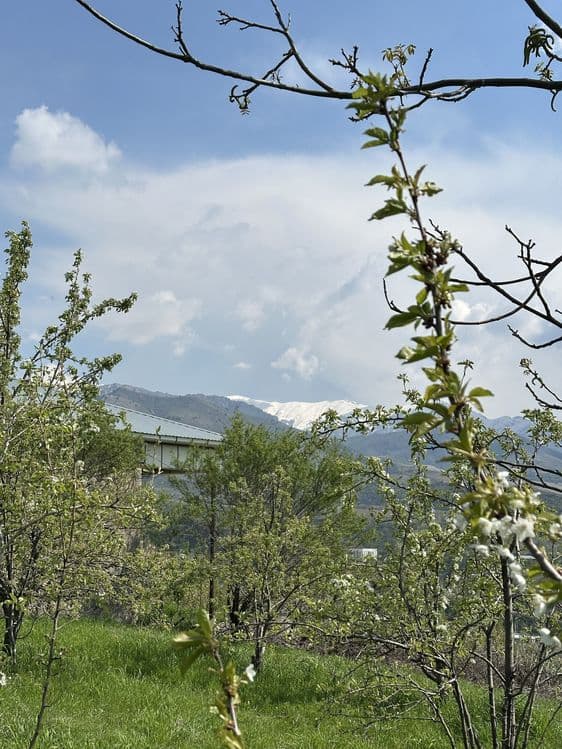 Uchaska Sotiladi Parkent Kumushkon 24 sotix 12 sotixdan kadarsti bor — 4
