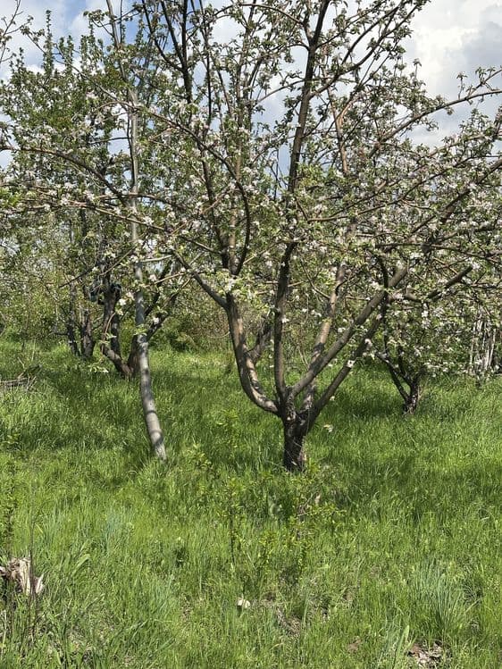 Uchaska Sotiladi Parkent Kumushkon 24 sotix 12 sotixdan kadarsti bor — 5