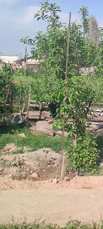 Yer sotiladi 1 sotix yangi hayot tumani Binokor — 1