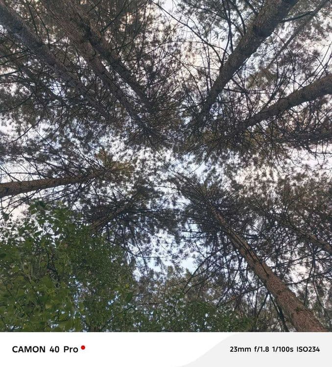 KUMUSHKON sanatoriya oldidan zor YER 72 sotok 80 yillik archala — 2
