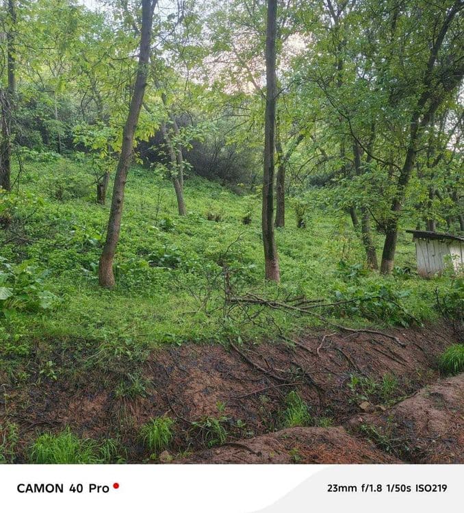 KUMUSHKON sanatoriya oldidan zor YER 72 sotok 80 yillik archala — 5