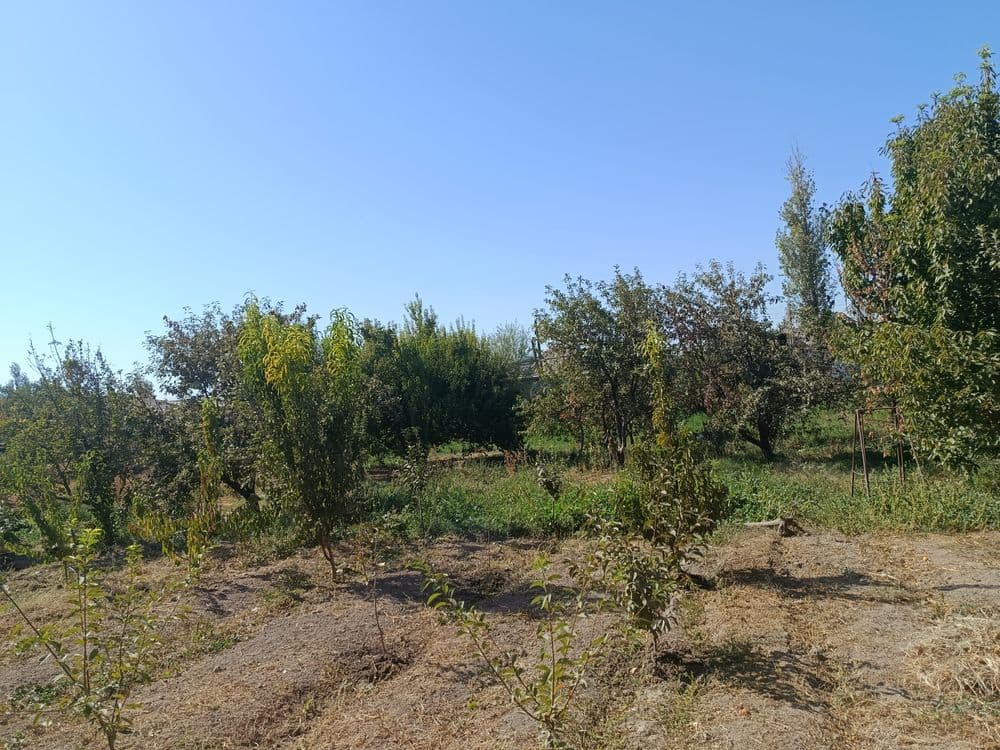 Nurafshon wahar markazida 6 sotik tortburcak yer — 3