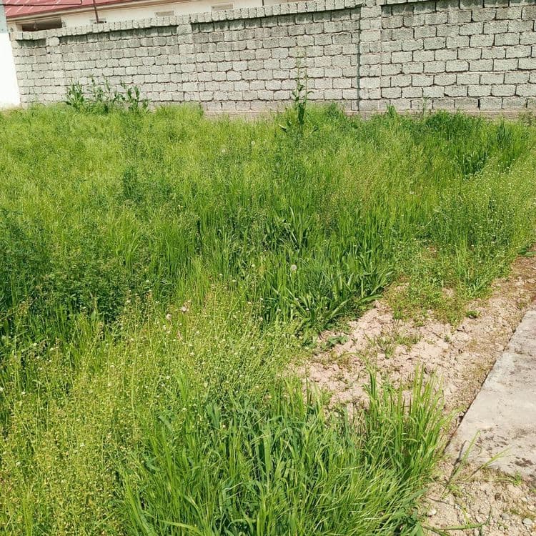 12 sotix uchastka sotiladi — 1