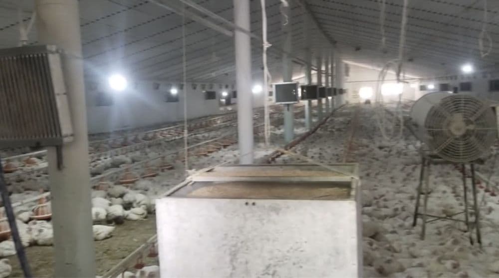 Срочно Продается Две Фермы Чирчик — 5