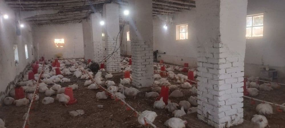 Tovuq xona molxona sotiladi srochniga — 1