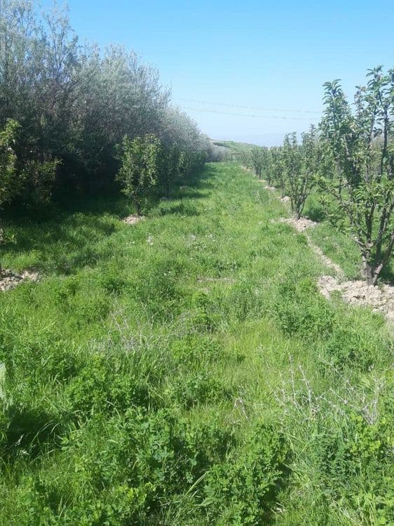 O`smat shaharchasi qutlug`obod mahallasida 50 sotix bog` sotiladi — 1