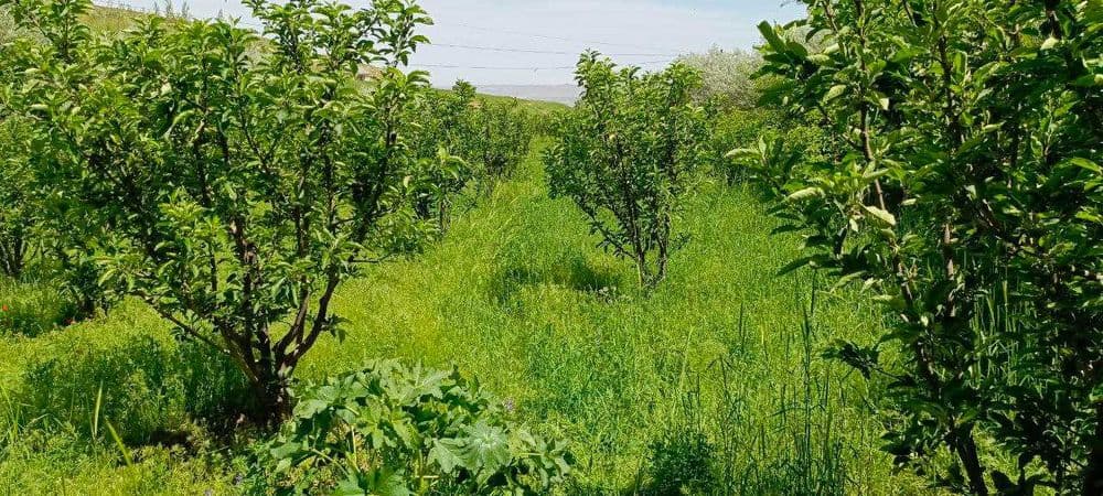 O`smat shaharchasi qutlug`obod mahallasida 50 sotix bog` sotiladi — 2