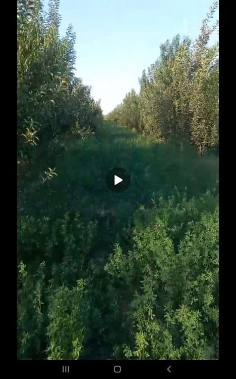 TAyyor bog‘li yer! 60sotix — 1