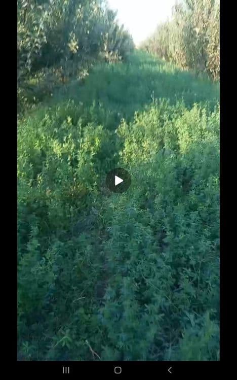 TAyyor bog‘li yer! 60sotix — 4