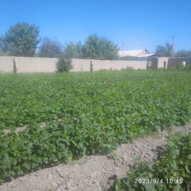 Navoiy viloyat Navbahor tumani G'ujboqtepa mahallasidan hovli sotiladi — 2