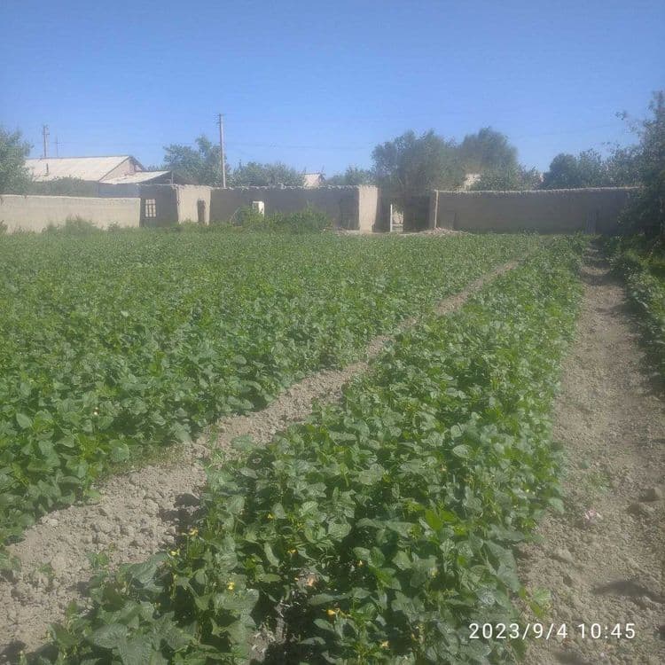 Navoiy viloyat Navbahor tumani G'ujboqtepa mahallasidan hovli sotiladi — 3