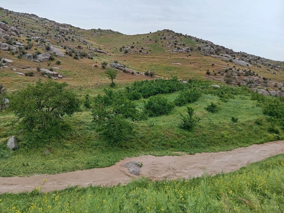 Manzarali daraxt  ko'chatlari — 1