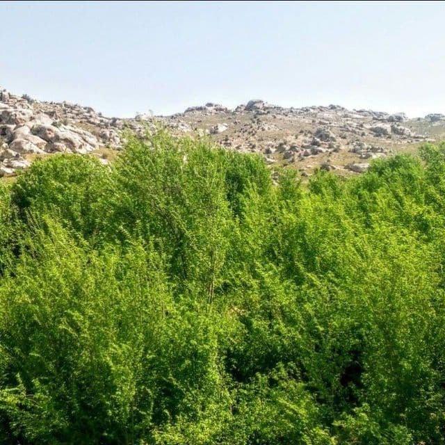 Manzarali daraxt  ko'chatlari — 2