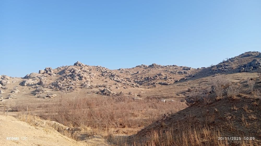 Manzarali daraxt  ko'chatlari — 3