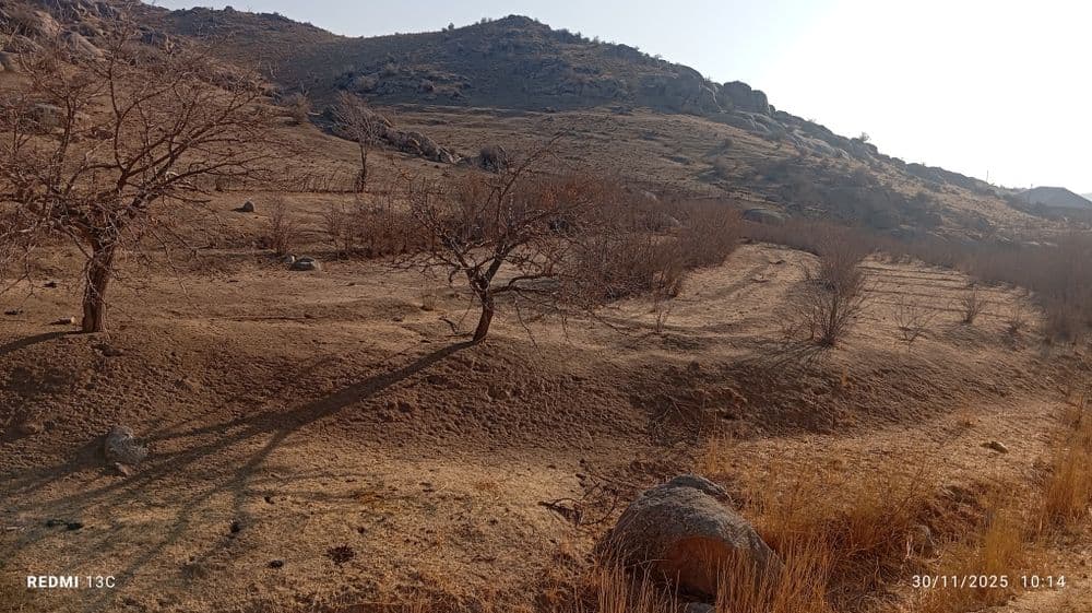 Manzarali daraxt  ko'chatlari — 4