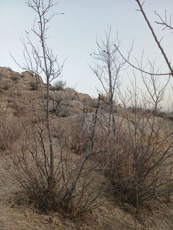 Manzarali daraxt  ko'chatlari — 5